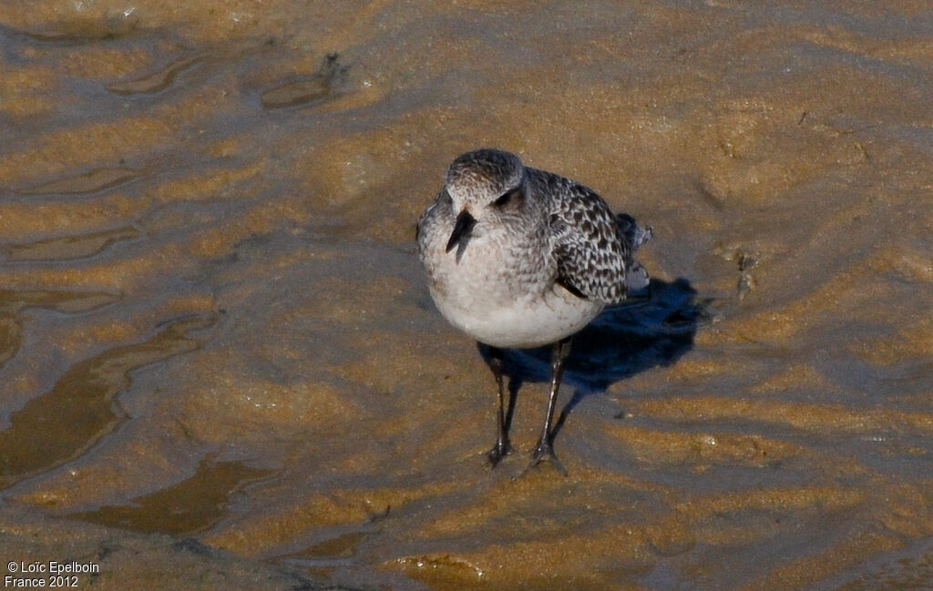 Grey Plover