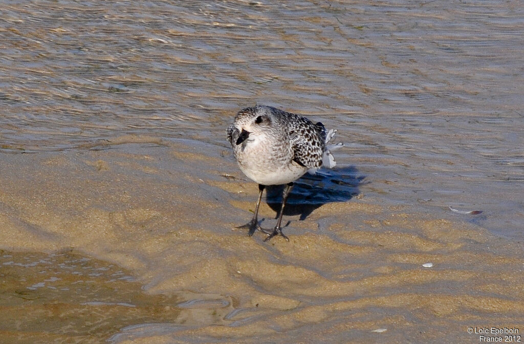 Grey Plover