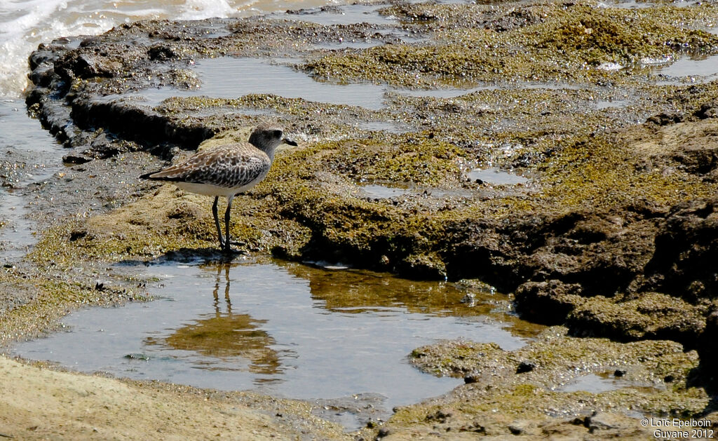 Grey Plover