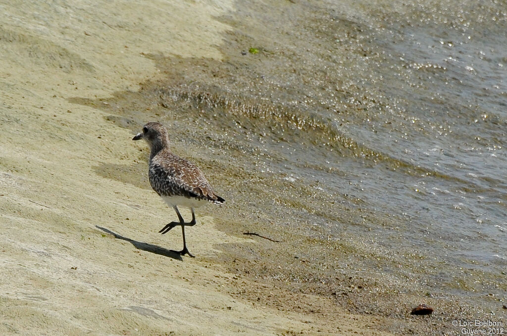 Grey Plover