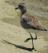 Grey Plover