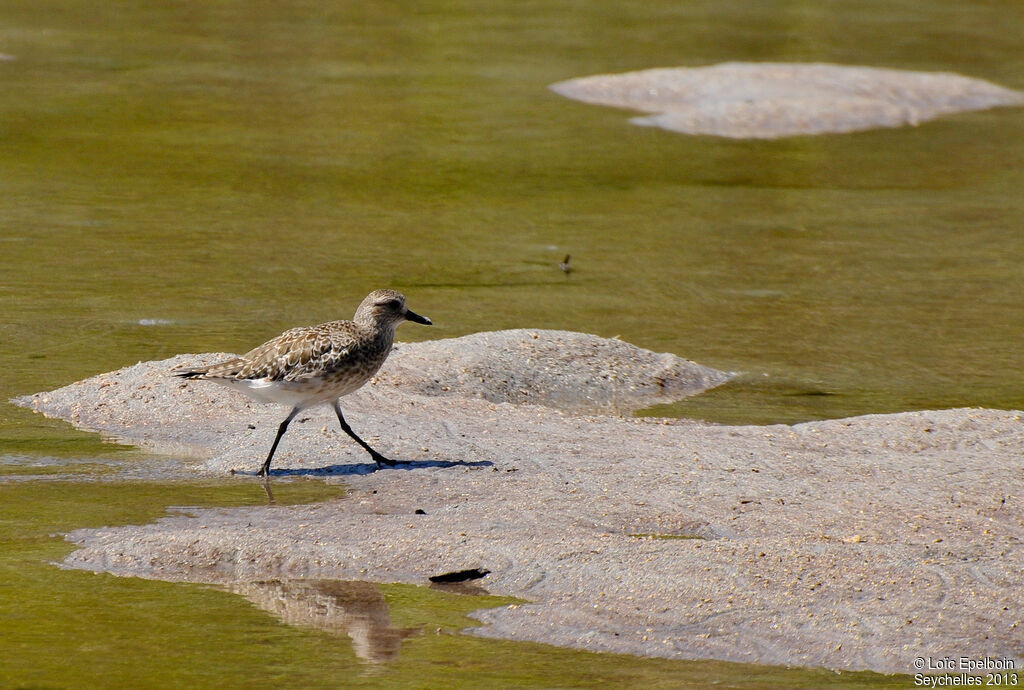 Grey Plover