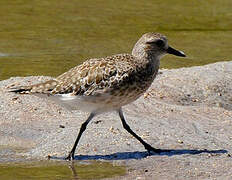 Grey Plover