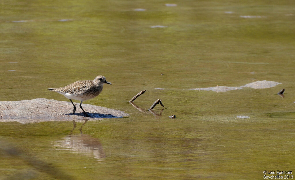 Grey Plover