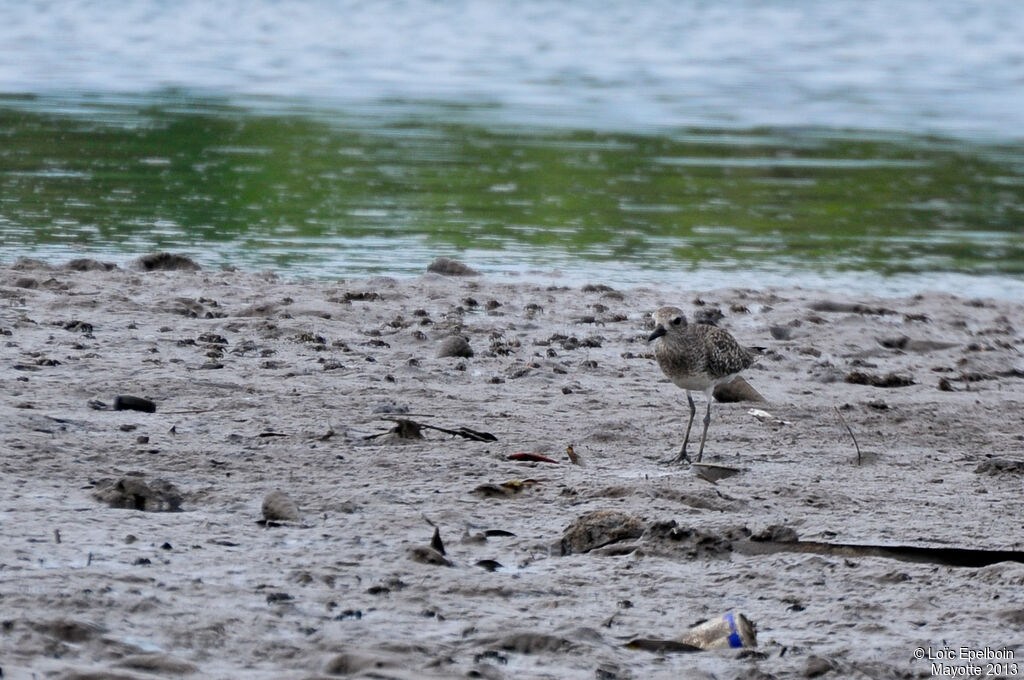 Grey Plover