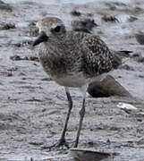 Grey Plover