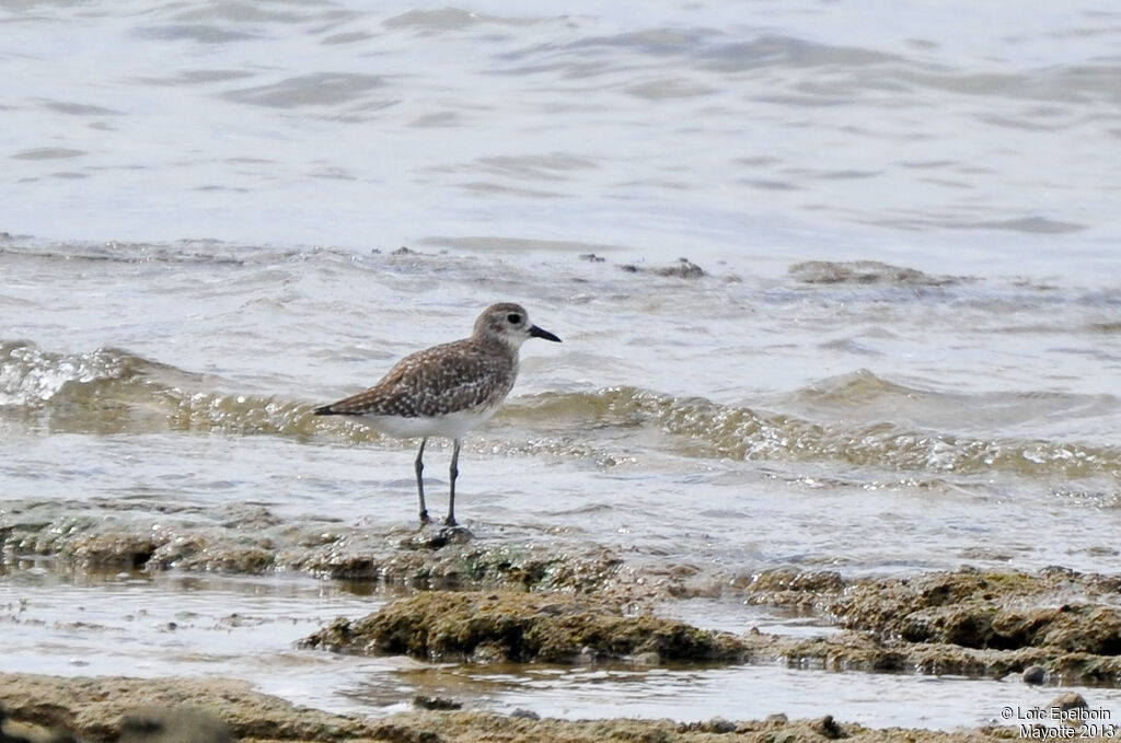 Grey Plover