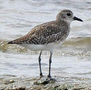 Grey Plover