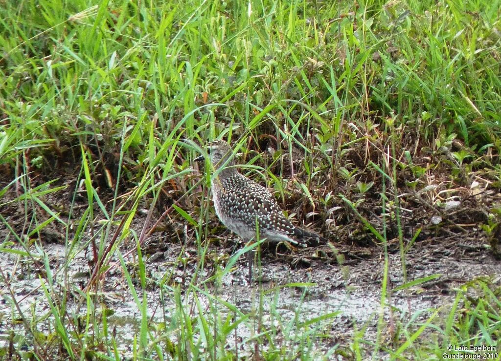 American Golden Plover