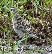 American Golden Plover