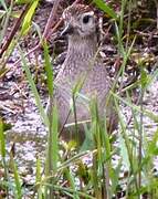 American Golden Plover