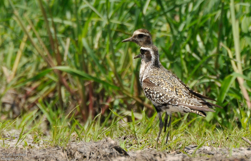 American Golden Plover