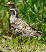 American Golden Plover