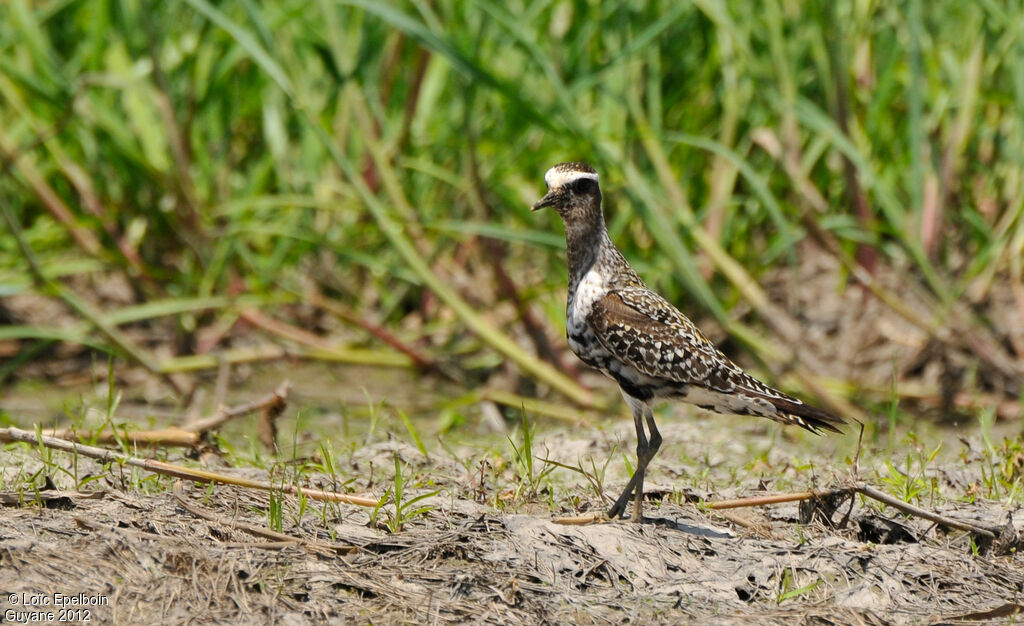 American Golden Plover