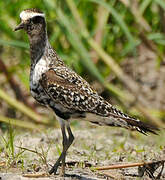 American Golden Plover