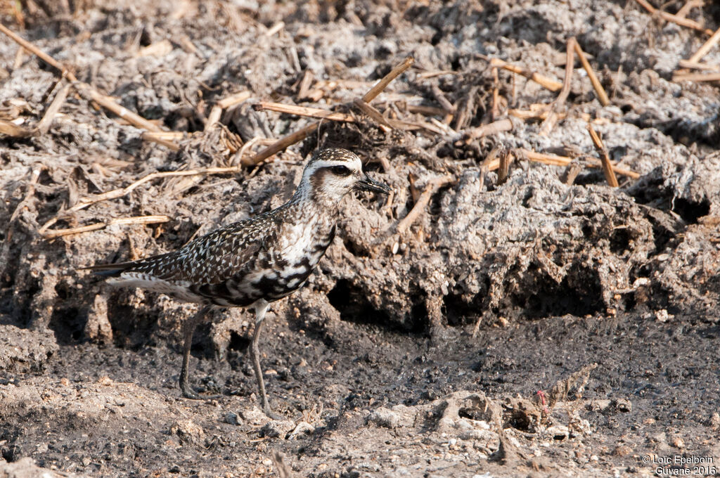 American Golden Plover