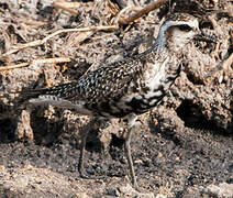 American Golden Plover