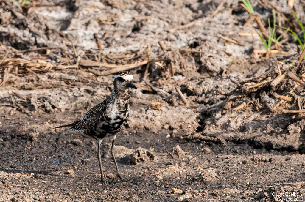 American Golden Plover