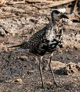 American Golden Plover