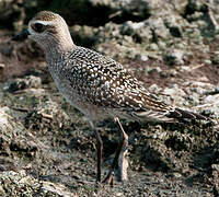 American Golden Plover