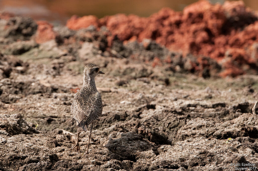 American Golden Plover