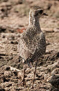 American Golden Plover