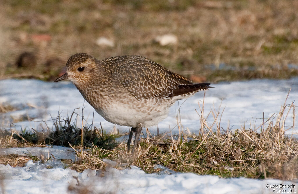 European Golden Plover