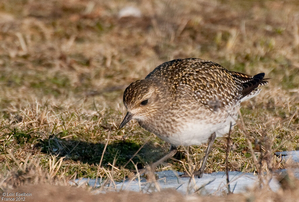 European Golden Plover