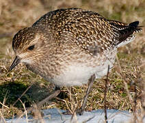 European Golden Plover