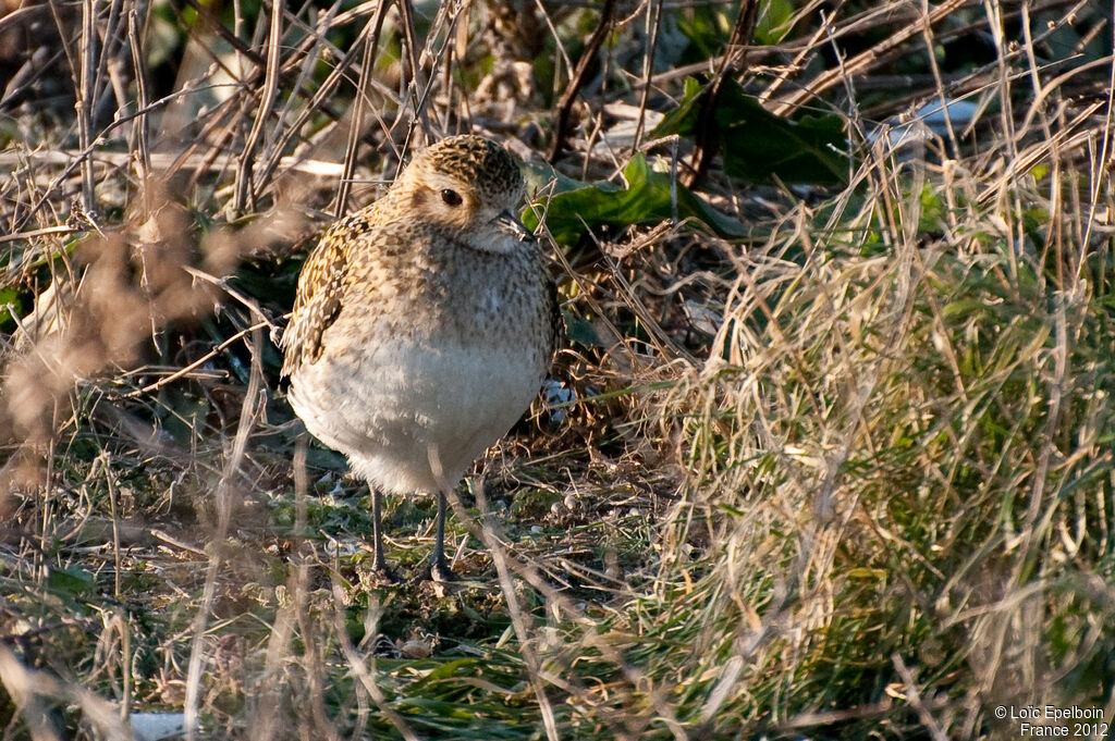 European Golden Plover