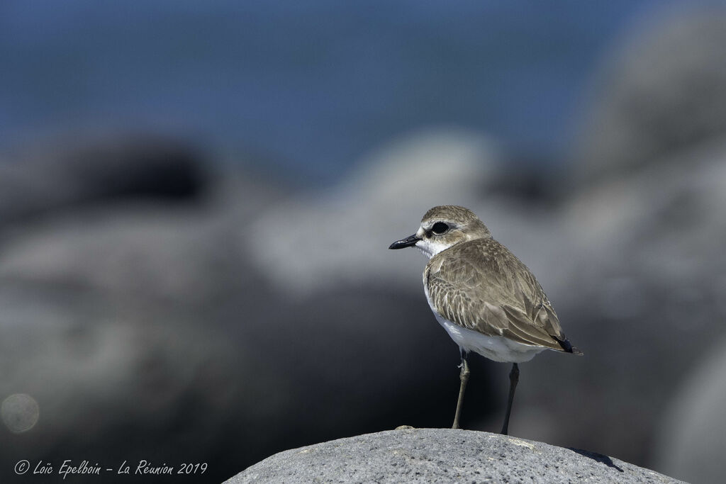 Tibetan Sand Plover