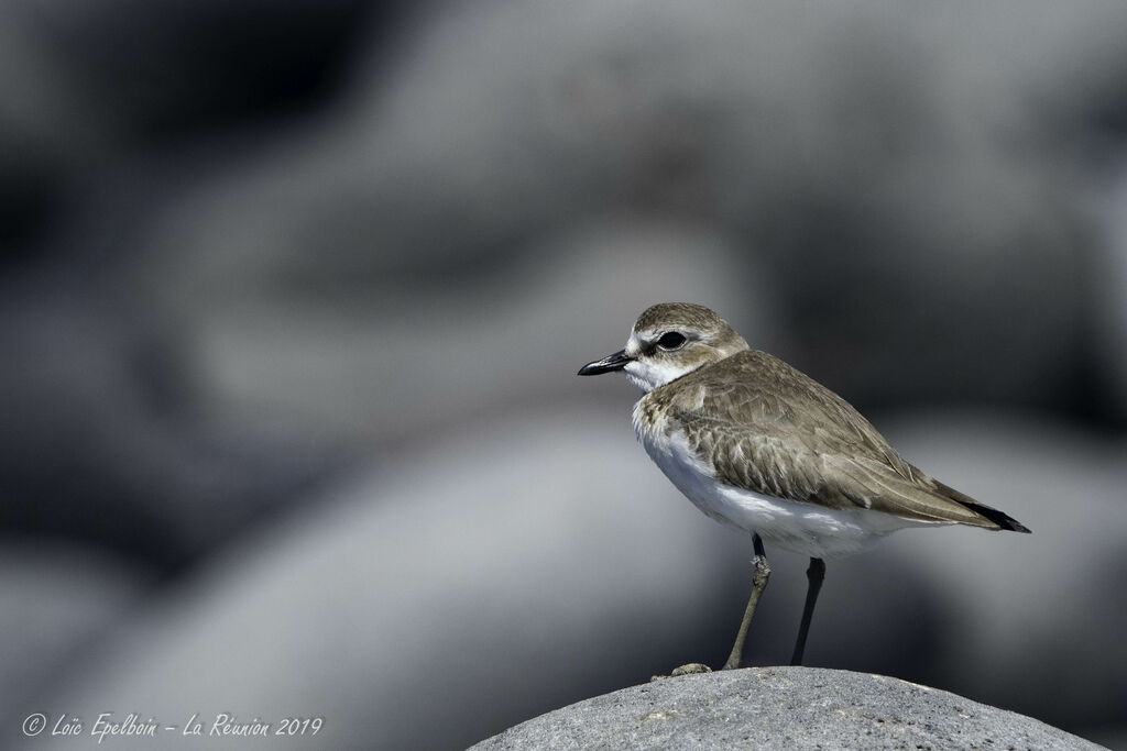 Tibetan Sand Plover