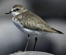 Tibetan Sand Plover