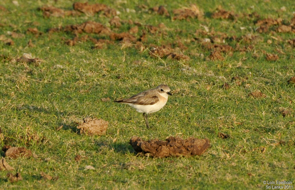 Tibetan Sand Plover