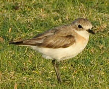 Tibetan Sand Plover