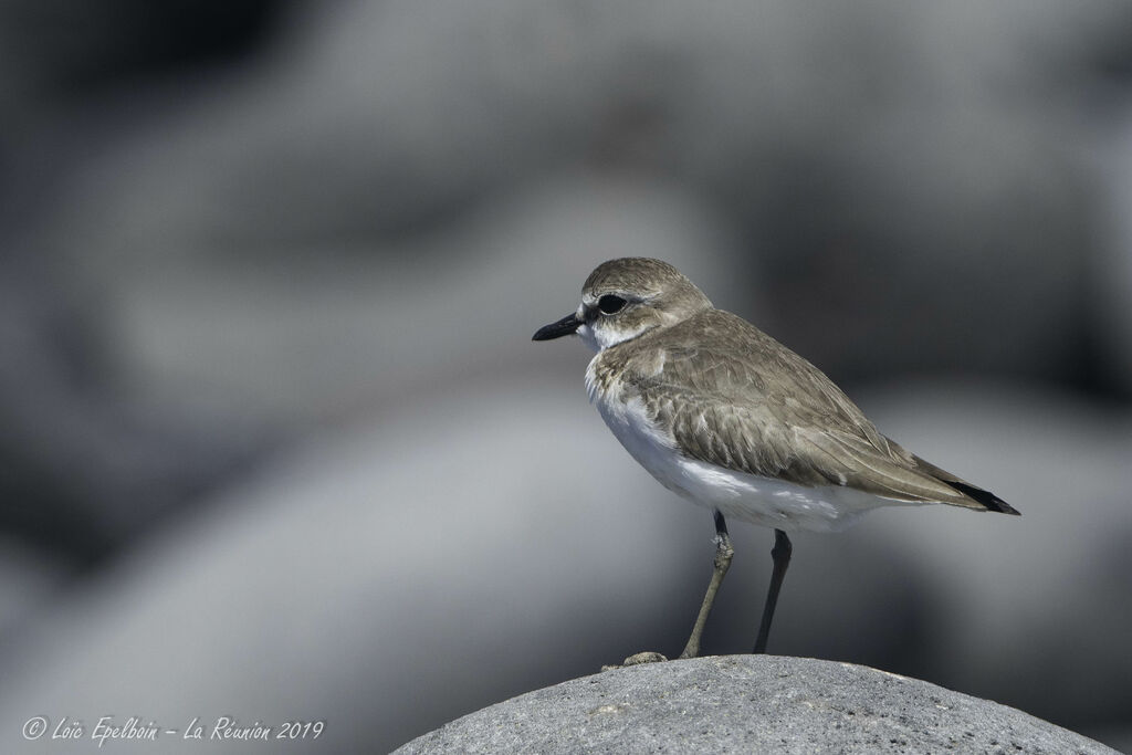 Tibetan Sand Plover