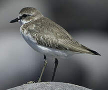 Tibetan Sand Plover