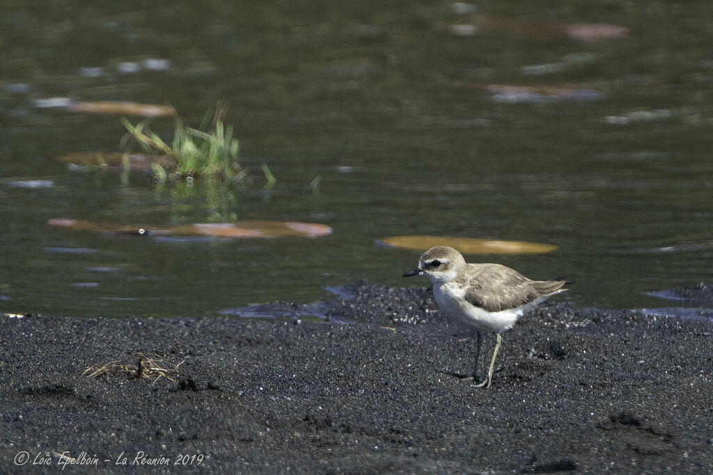 Tibetan Sand Plover