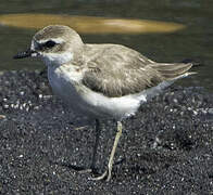 Tibetan Sand Plover