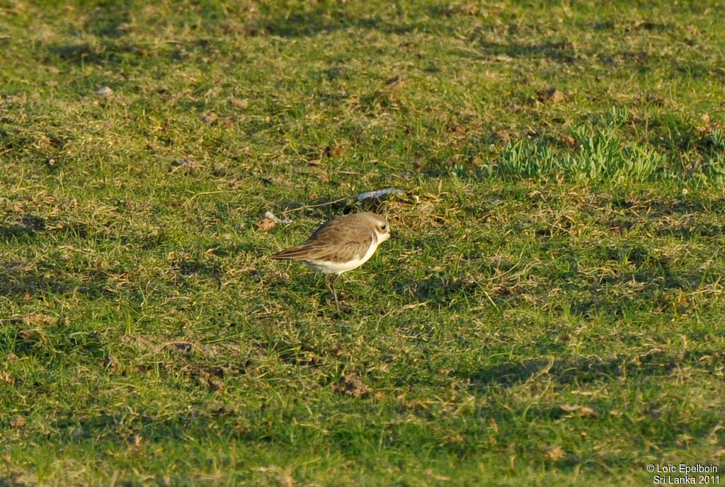 Tibetan Sand Plover