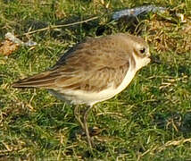 Tibetan Sand Plover