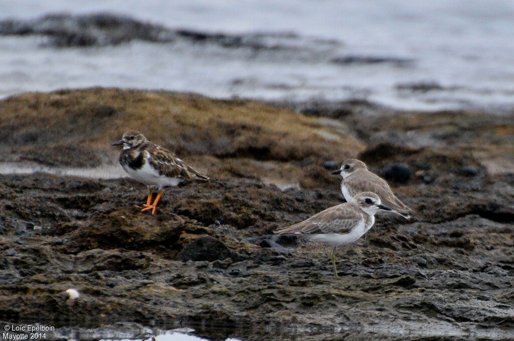 Tibetan Sand Plover