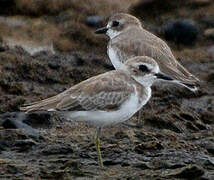 Tibetan Sand Plover