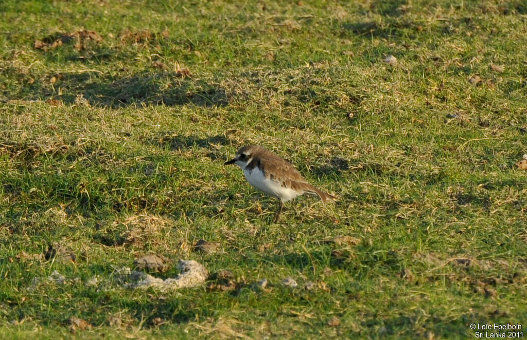 Tibetan Sand Plover