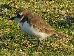 Tibetan Sand Plover