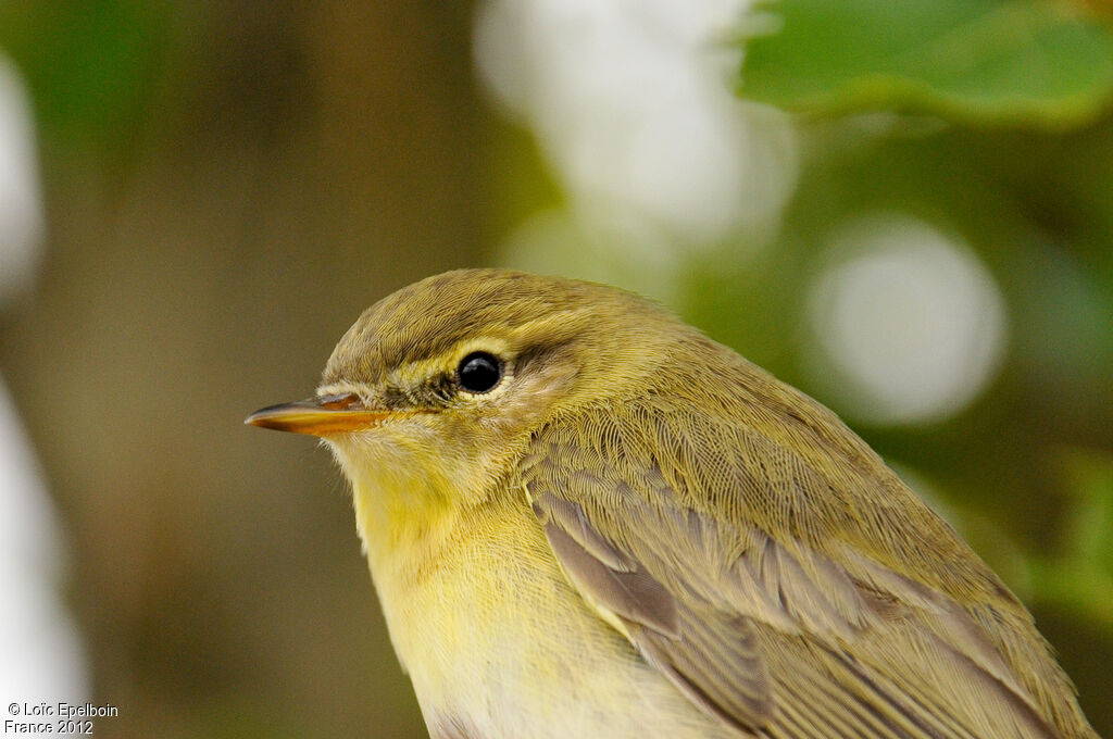 Willow Warbler