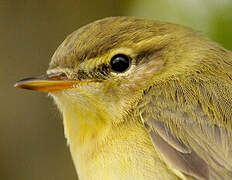 Willow Warbler