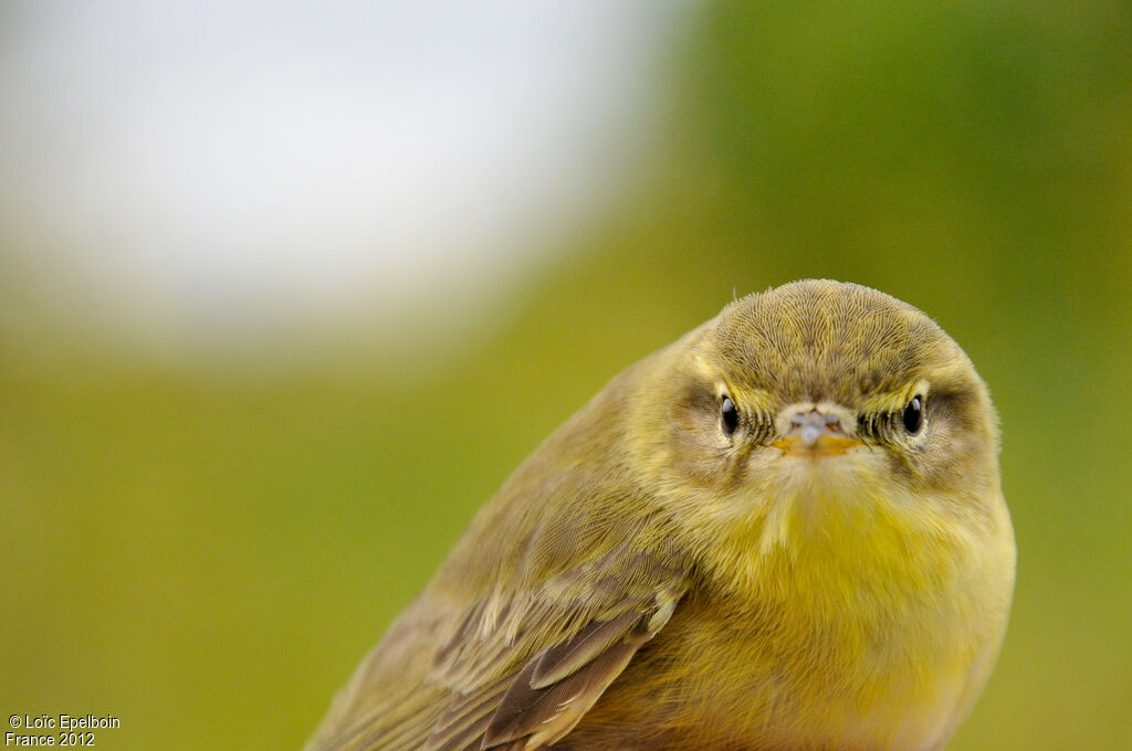 Willow Warbler