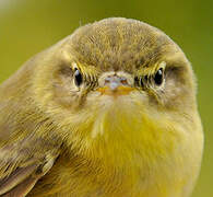 Willow Warbler