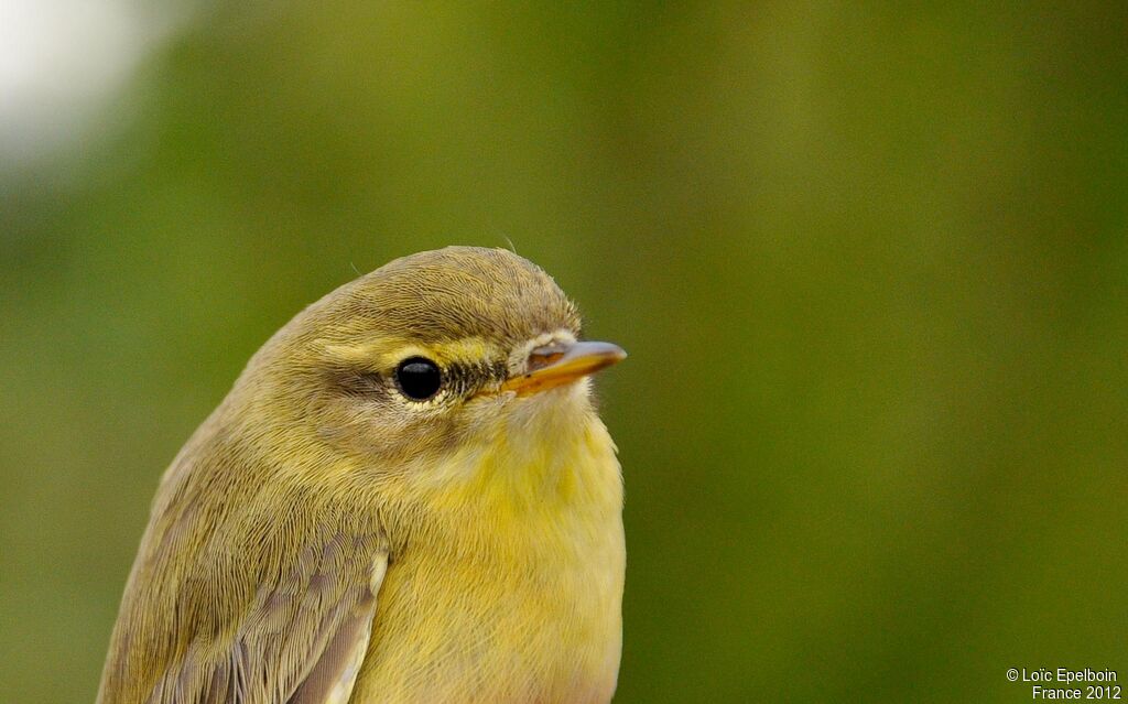 Willow Warbler